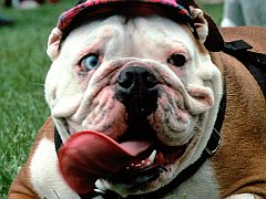 Dog Gone Funny